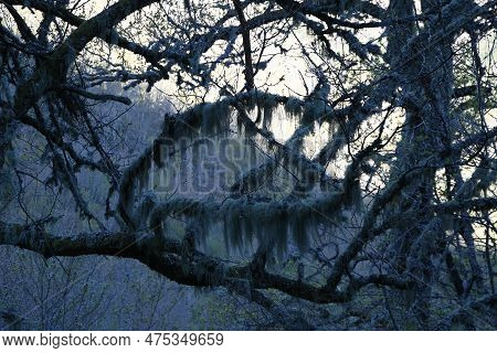 Oak Lichen In Cabanavella Forest(los Ancares).north Of Spain.