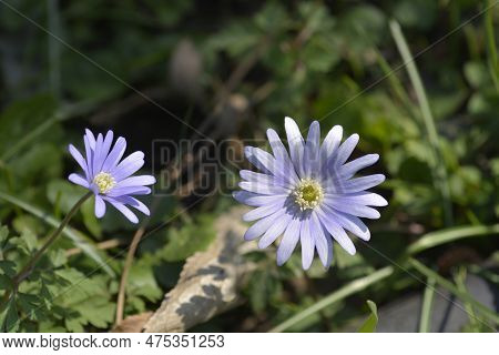 Apennine Anemone Blue Flowers In The Spring