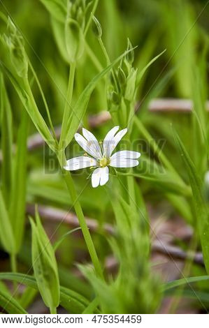 White Flowers Of The Lanceolate Star Plant In A Green Glade In The Forest On A Sunny Day. A Group Of