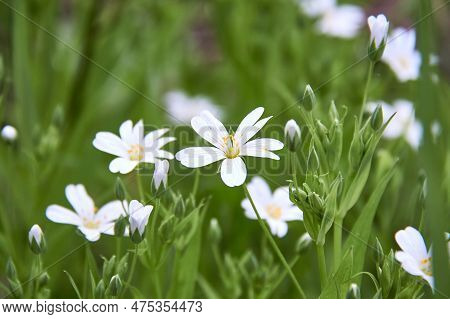 White Flowers Of The Lanceolate Star Plant In A Green Glade In The Forest On A Sunny Day. A Group Of