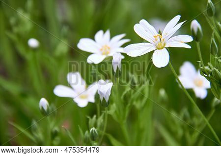 White Flowers Of The Lanceolate Star Plant In A Green Glade In The Forest On A Sunny Day. A Group Of