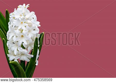 Beautiful White Blooming Hyacinths On Pink Background. Wedding Or Birthday Invitations. Mother's Day