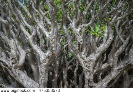 Dracaena Cinnabari, Dragons Blood Tree, Branches Of Dragons Tree.