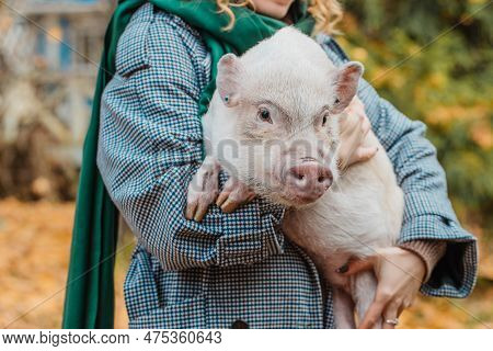 The Girl In Her Arms Holds A White Mini-pig