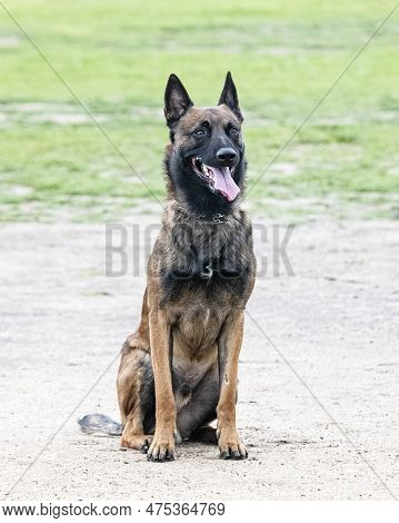Young Belgian Shepherd Training In The Nature For Security