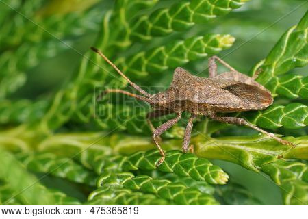 Natural Closeup On A Brown Dockbug, Coreus Marginatus Sitting On Green Leaf In The Garden