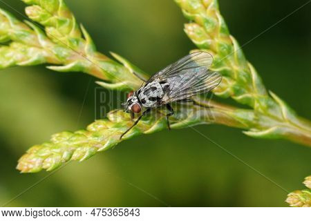 Natural Closeup On The Handsome Grey And Black Dotted Anthomyia Procellaris Fly In The Garden