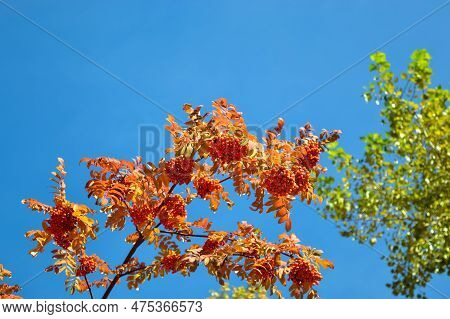 Ripe And Juicy Bunches Of Rowanberries Hanging On A Branch Against A Blue Sky