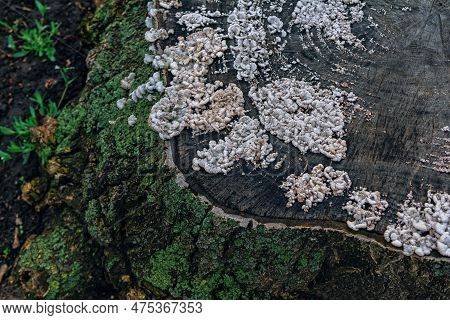 Stump Of An Old Felled Tree Covered With Moss And Split-gill Mushroom - Schizophyllum Commune, That 