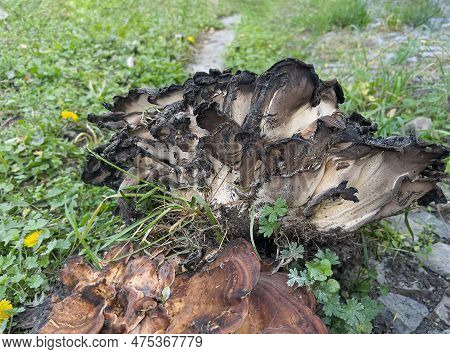 Top View And Selective Focus And Side View Of A Burnt Old Tinder Fungus Against The Background Of Fo