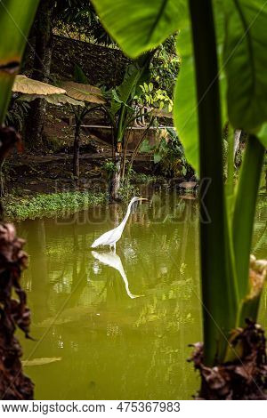 Goose Walking In Lake Water With Mirrored Reflection In The Water, Seen Between Two Banana Trees.