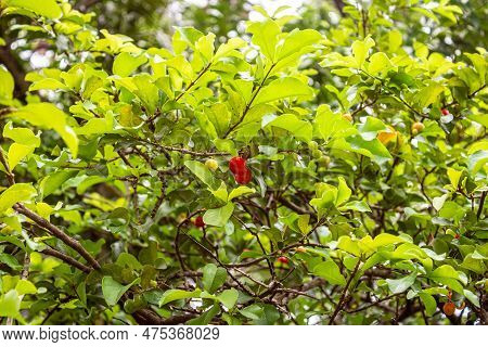 Pitanga, Orange Fruit, With A Lot Of Vitamin C, Which Produces An Excellent Juice. Native To The Bra