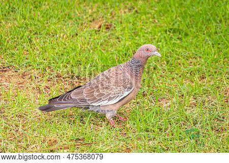Brown, White And Black Pigeon With Black, Blue And Orange Eyes. Walking On Green Grass.