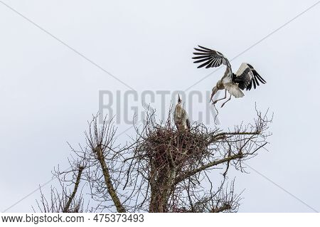 White Stork, Ciconia Ciconia On The Nest In Oettingen, Swabia, Bavaria, Germany In Europe