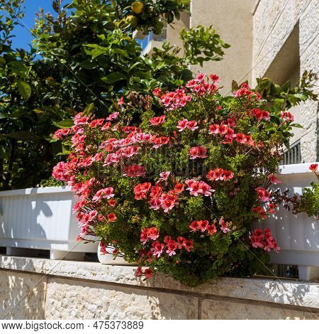 A Large Geranium Bush Decorates A Terrace In Israel