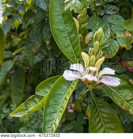 Justicia Adhatoda Flower And Tree.this Tree Is Near The Home.