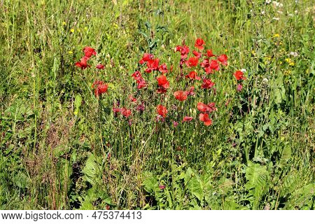 Bunch Of Opium Poppy Or Papaver Somniferum Or Breadseed Poppy Annual Flowering Herb Plants With Open