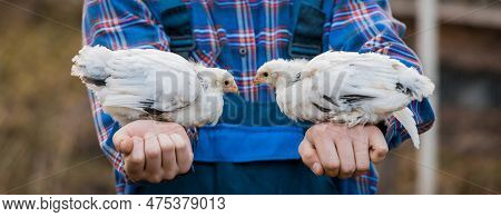 A Man Farmer In A Shirt And Overalls, Holds A Two Dwarf White Chickens Close Up In His Hands Poultry