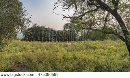 Nilgai Antelopes-boselaphus Tragocamelus - Graze Among Lush Grass And Bushes. Green Jungle Trees All