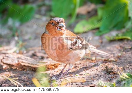 Common Chaffinch, Fringilla Coelebs, Sits On The Ground In Spring. Common Chaffinch In Wildlife.
