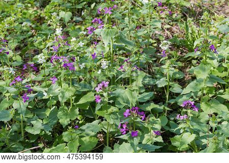 Blooming Plants Of The Lunaria Of Two Kinds, Lunaria Annua, Or Annual Honesty With Violet Flowers An
