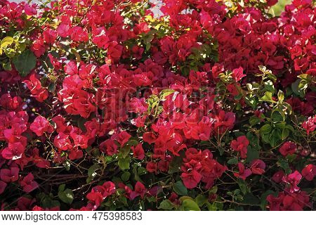 Flowering Plant Blooming With Red Bracts, Paperflower Background