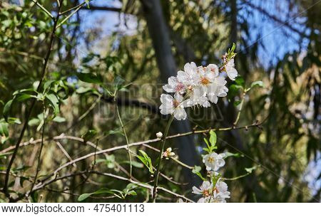 Almond Flowers Closeup. Flowering Branches Of An Almond Tree In An Orchard. Prunus Dulcis, Prunus Am