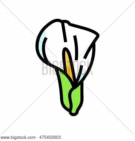 Calla Lily Blossom Spring Color Icon Vector. Calla Lily Blossom Spring Sign. Isolated Symbol Illustr