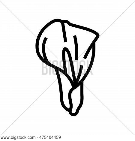 Calla Lily Blossom Spring Line Icon Vector. Calla Lily Blossom Spring Sign. Isolated Contour Symbol 