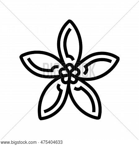 Jasmine Flower Spring Line Icon Vector. Jasmine Flower Spring Sign. Isolated Contour Symbol Black Il