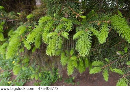 Close Shot Of Branch Of Serbian Spruce With New Growth In Mid May