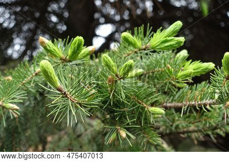 Closeup Of Branches Of Serbian Spruce With New Growth In May