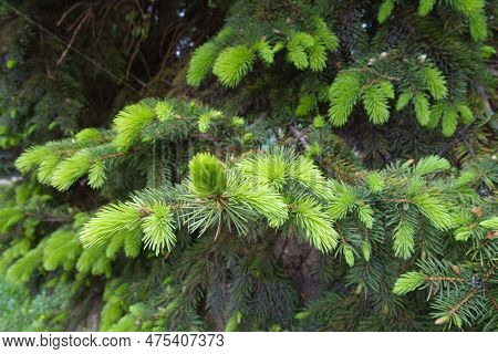 Fresh Growth On Branches Of Serbian Spruce In Mid May