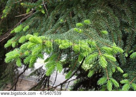 Shoots Of Serbian Spruce With New Growth In May