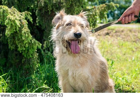 Dog In Animal Shelter Waiting For Adoption. Portrait Of A Homeless Dog In An Animal Shelter. Purebre