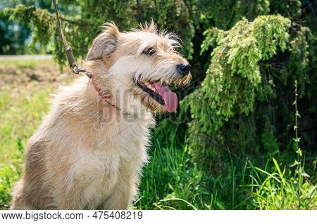 Dog In Animal Shelter Waiting For Adoption. Portrait Of A Homeless Dog In An Animal Shelter. Purebre