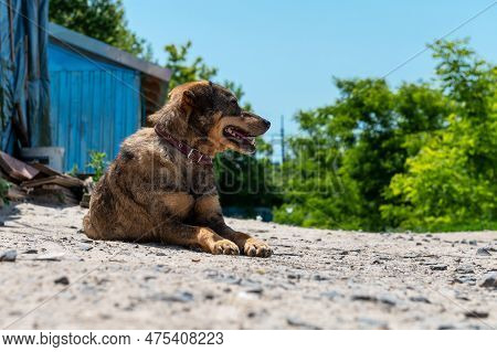 Dog In Animal Shelter Waiting For Adoption. Portrait Of A Homeless Dog In An Animal Shelter. Purebre