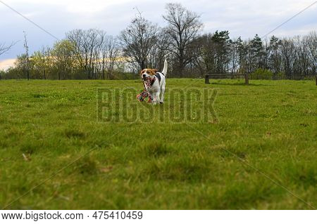 Playful Dog With A Toy In The Meadow. Beagle With Dog Toy. Active Dog With Tug Of War Toy.