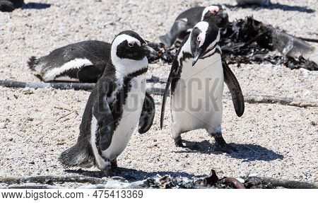 Penguin Colony At Stony Point Of Betty's Bay, South Africa