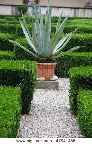 Agave And Aloe Plant In The Flower Bed Of A Convent