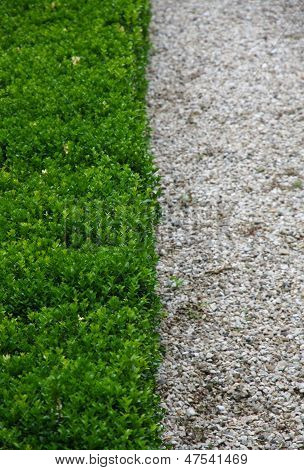 Green Hedge And Half White Pebbles Cobbled Road Vertically
