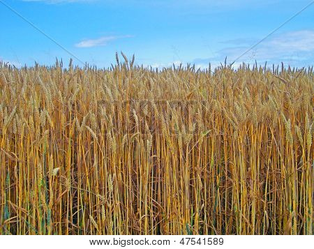 Mature Wheat Field And Blue Sky