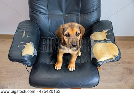 Naughty Playful Puppy Dog After Biting A Couch Tired Of Hard Work