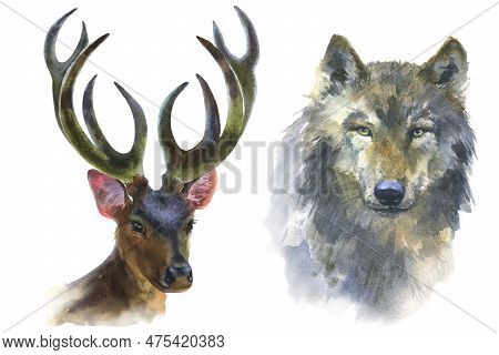 Watercolor Illustration, Set Of Wild Annimals, Wolf And Deer, Isolated On White Background