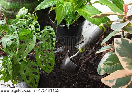 Spting Transplanting Of Indoor Plants - Spathiphyllum Or Peace Lily, Ficus, Monstera Monkey, Caring 