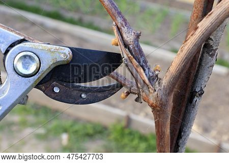 Pruning The Vine With A Sicatcher. Prune The Vineyard With Professional Steel Scissors. Traditional 