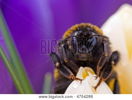 Ape su Crocus