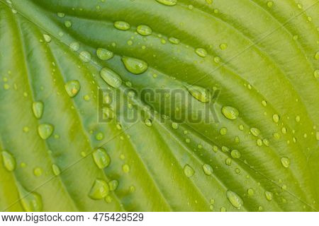 Close-up Of Huge Bright Green Leaf Of Plantain Lily Funkia Hosta Covered With Water Rain Dew Drops L