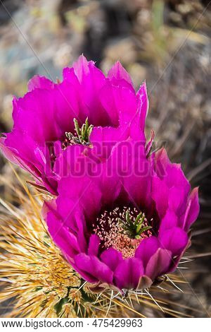 The Purple Blooms Of The Hedgehog Cactus (echinocereus Triglochidiatus), Or Claretcup Cactus Of Ariz