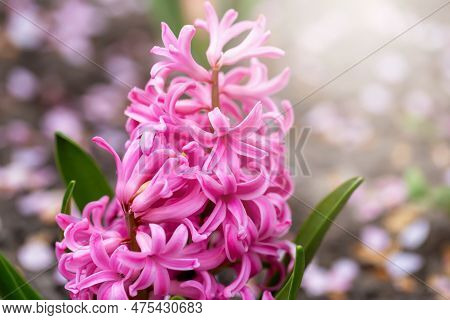 Blooming Soft Pink Hyacinth In Flowerbed In Sunshine Close-up. Spring Or Summer. Postcard To Mother'